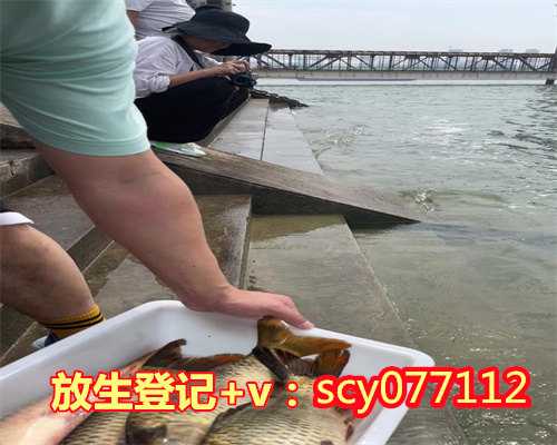 广州放生乌龟咒,广州放生红鲤鱼的几条好功德和福报,广州刺猬放生好还是晚上
