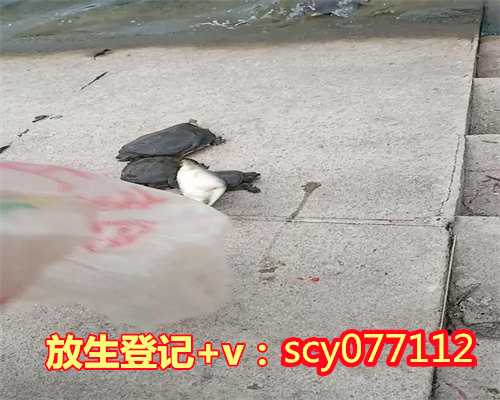 广东放生乌龟咒,广东适合放生蚯蚓,广东放生池